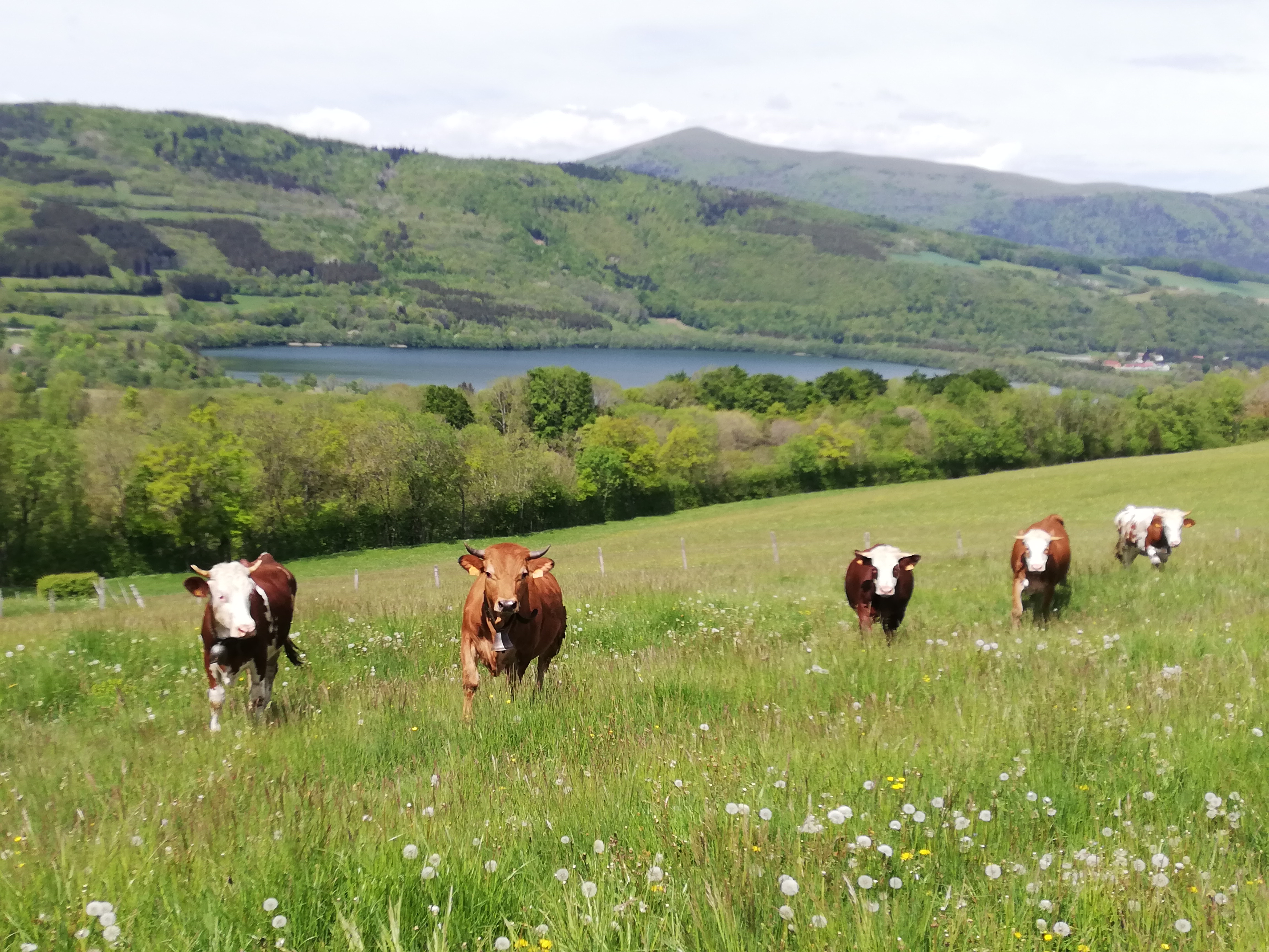 Troupeau GAEC Normand
